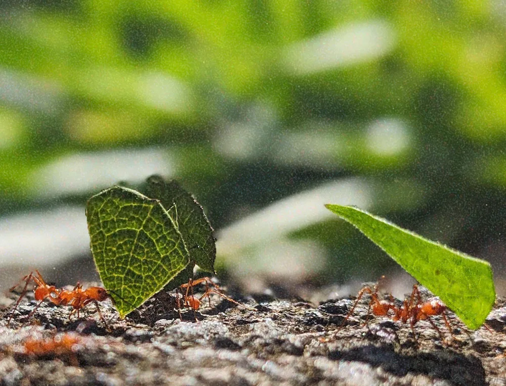 leaf cutter ants