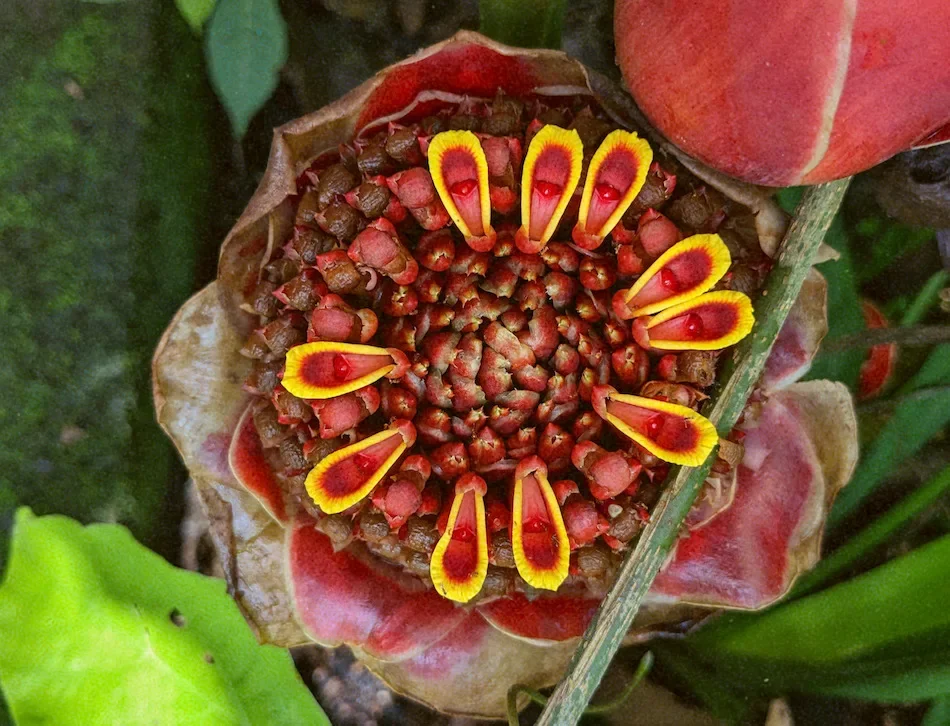 torch ginger flower by Kira Simon-Kennedy