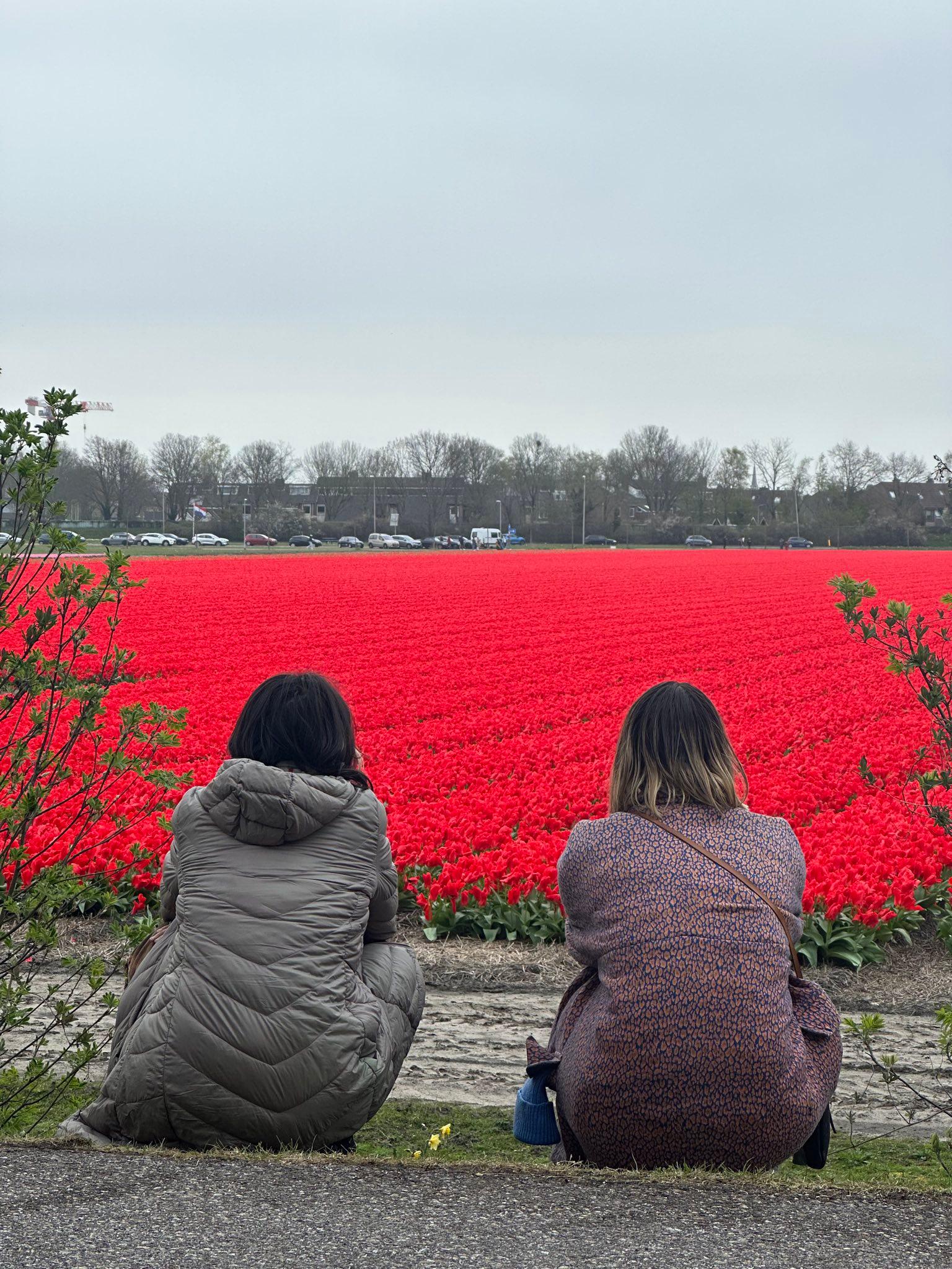 Michelle Thorne and I sit and stare at an industrial tulip farm in the Netherlands in spring of 2023.