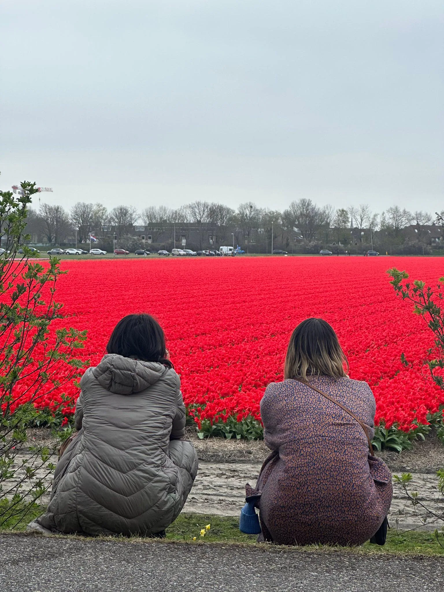 Michelle Thorne and I sit and stare at an industrial tulip farm in the Netherlands in spring of 2023.
